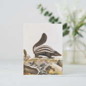 Carte Postale Skunk, de 'Histoire Naturelle' de (Debout devant)