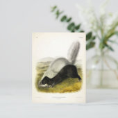 Carte Postale Skunk (Texan Skunk) Audubon's Quadrupeds (Debout devant)