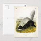Carte Postale Skunk (Texan Skunk) Audubon's Quadrupeds (Devant / Derrière)
