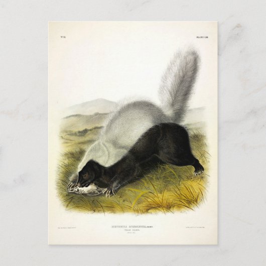 Carte Postale Skunk (Texan Skunk) Audubon's Quadrupeds (Devant)