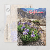 Carte Postale Sky Pilot Flowers, University Peak, Californie (Devant / Derrière)