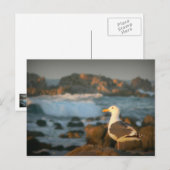 Carte Postale Skylark Seagull (Devant / Derrière)