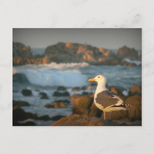 Carte Postale Skylark Seagull (Devant)