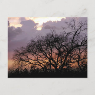 Carte postale Skyscape Branches