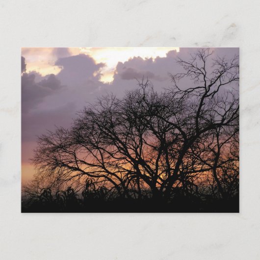 Carte postale Skyscape Branches (Devant)