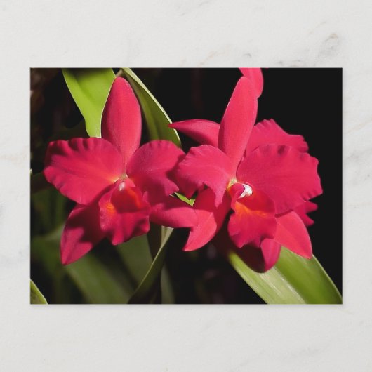 Carte Postale Slc. Madge Fordyce 'Red Orb' AM/AOS (Devant)
