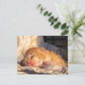 Carte postale Sleeping Baby Kitten (Debout devant)