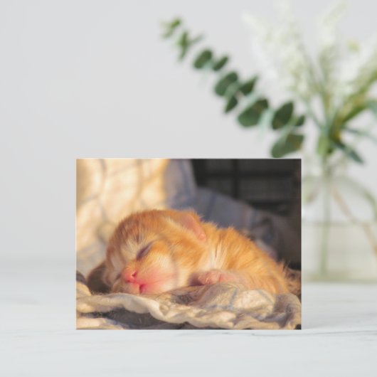 Carte postale Sleeping Baby Kitten (Debout devant)