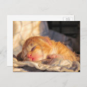 Carte postale Sleeping Baby Kitten (Devant / Derrière)