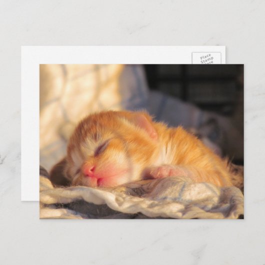 Carte postale Sleeping Baby Kitten (Devant / Derrière)
