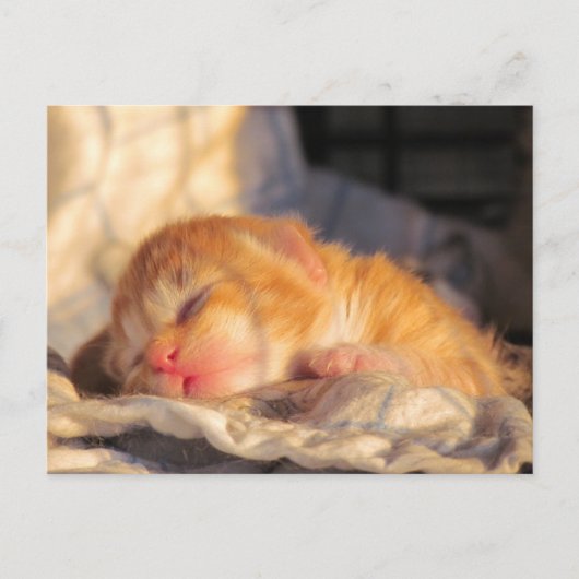 Carte postale Sleeping Baby Kitten (Devant)