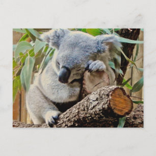 Carte Postale Sleeping Koala Bear