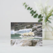 Carte Postale Sleeping Polar Bear Postcard (Debout devant)