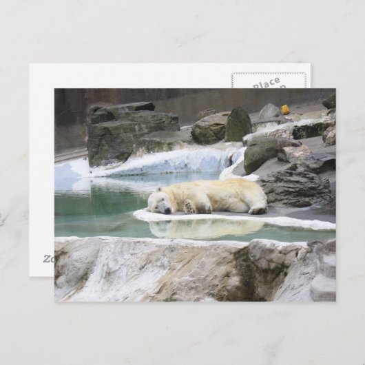 Carte Postale Sleeping Polar Bear Postcard (Devant / Derrière)