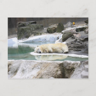 Carte Postale Sleeping Polar Bear Postcard