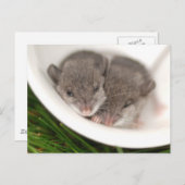 Carte Postale Sleepy Baby Mice (Devant / Derrière)