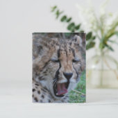 Carte Postale Sleepy Cheetah Cub (Debout devant)