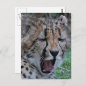 Carte Postale Sleepy Cheetah Cub (Devant / Derrière)