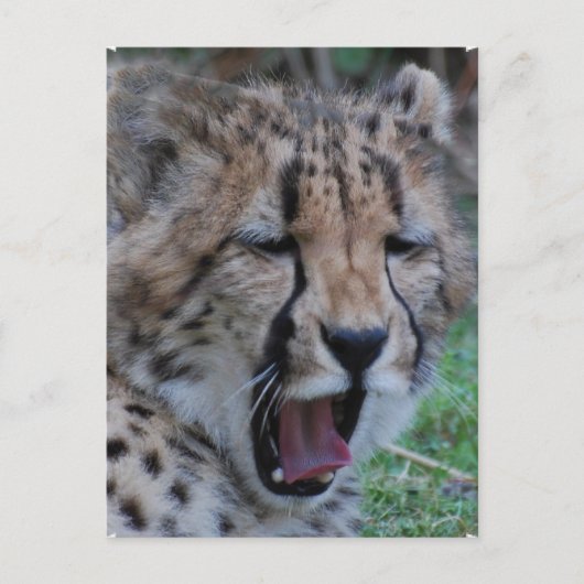 Carte Postale Sleepy Cheetah Cub (Devant)