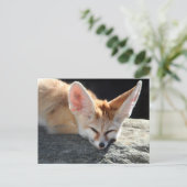 Carte Postale Sleepy Fennec Fox (Debout devant)
