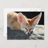 Carte Postale Sleepy Fennec Fox (Devant / Derrière)