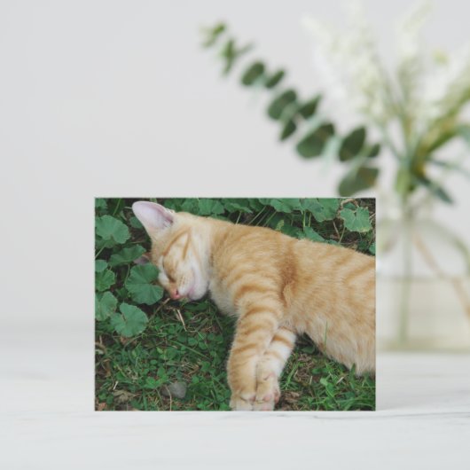 Carte Postale Sleepy Ginger Kitten (Debout devant)