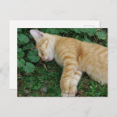 Carte Postale Sleepy Ginger Kitten (Devant / Derrière)