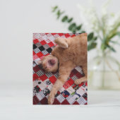 Carte Postale Sleepy Ginger Kitty with a big Yawn (Debout devant)