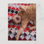 Carte Postale Sleepy Ginger Kitty with a big Yawn (Devant)
