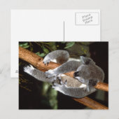 Carte Postale Sleepy Koala (Devant / Derrière)