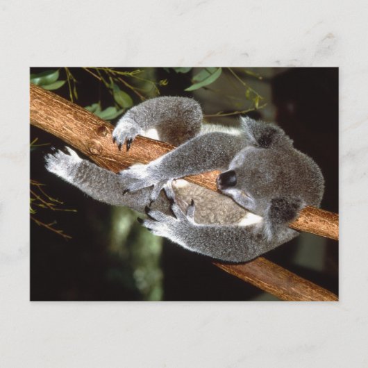 Carte Postale Sleepy Koala (Devant)