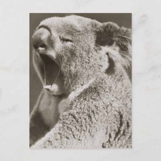 Carte Postale Sleepy Koala Yawning (Devant)