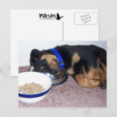 Carte Postale sleepyhead rottweiler. (Devant / Derrière)