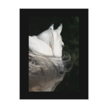 Slick de cheval arabe