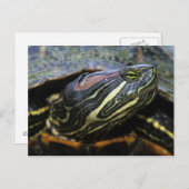Carte Postale Slider à oreilles rouges, Trachemys scripta elegan (Devant / Derrière)