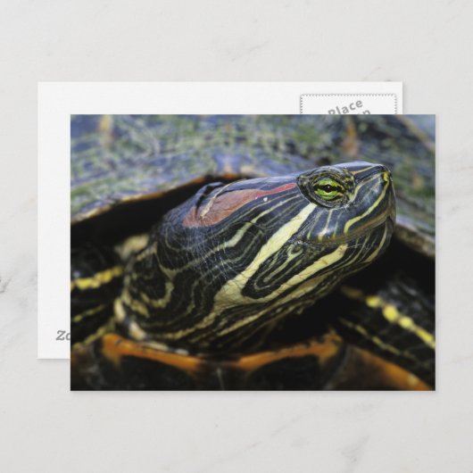 Carte Postale Slider à oreilles rouges, Trachemys scripta elegan (Devant / Derrière)
