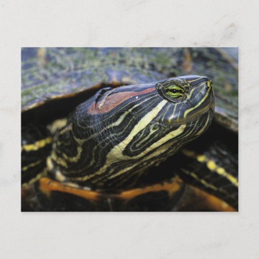 Carte Postale Slider à oreilles rouges, Trachemys scripta elegan (Devant)