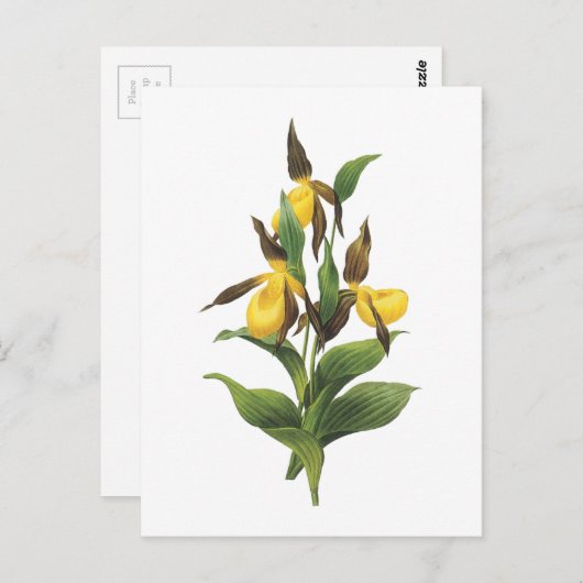 Carte Postale slipper de dame (Cypripedium sp.) par Redouté (Devant / Derrière)