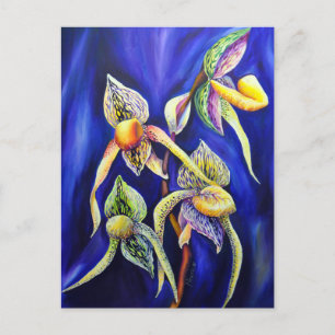 Carte Postale Slipper de la dame de Paphiopedilum