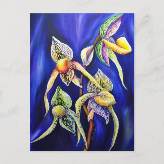 Carte Postale Slipper de la dame de Paphiopedilum (Devant)