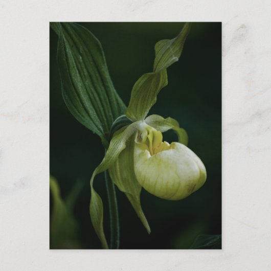 Carte postale Slipper Jaune (Devant)