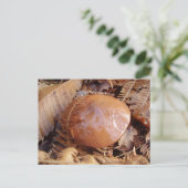 Carte postale Slipperpery Jack Mushroom (Debout devant)