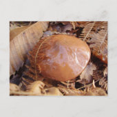 Carte postale Slipperpery Jack Mushroom (Devant)