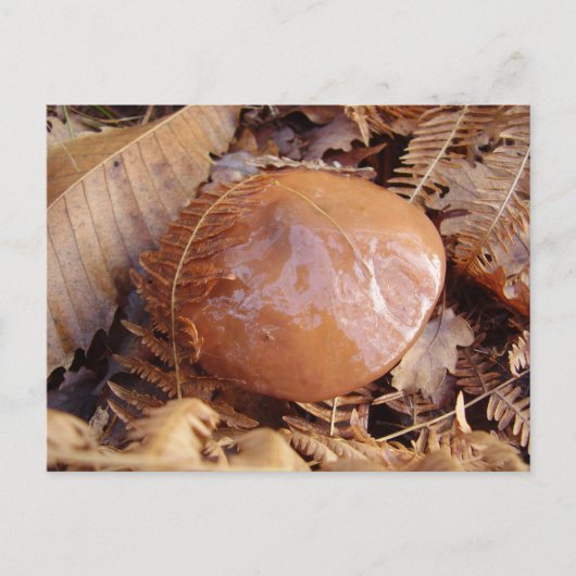 Carte postale Slipperpery Jack Mushroom (Devant)