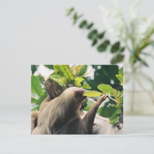 Carte Postale Sloth (Debout devant)