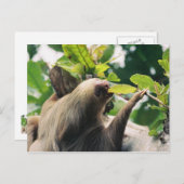 Carte Postale Sloth (Devant / Derrière)