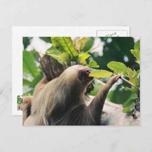 Carte Postale Sloth (Devant / Derrière)