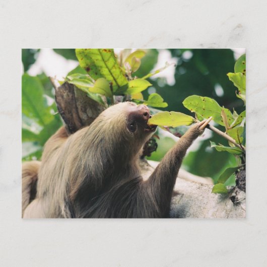 Carte Postale Sloth (Devant)