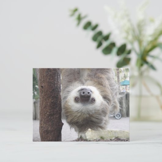 Carte postale Sloth (Debout devant)