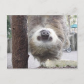 Carte postale Sloth (Devant)